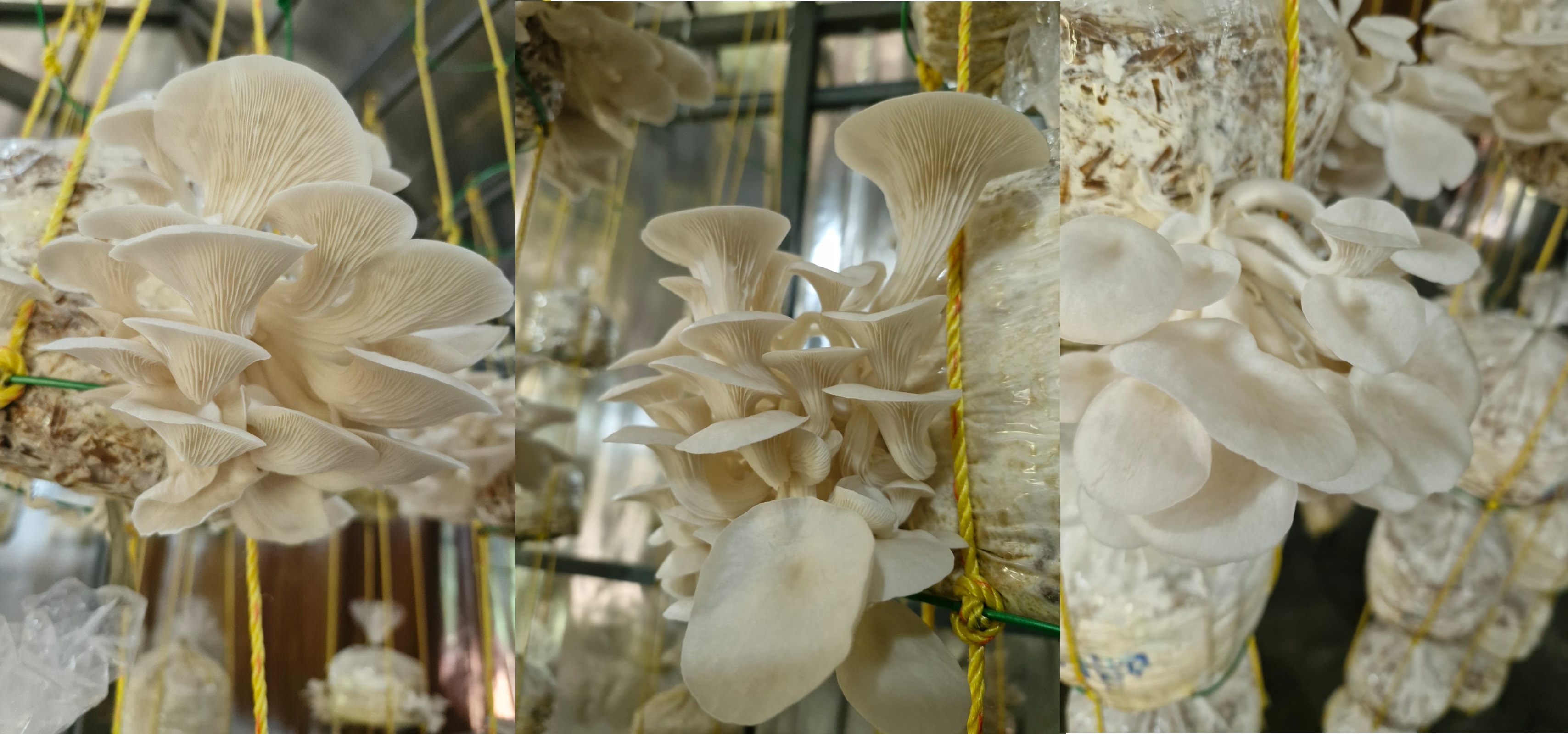 Celebrating NatureThrive's First Oyster Mushroom Harvest!-image